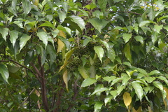 Viburnum cylindricum